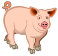 Pig domestic animal