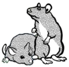 Black and white mice