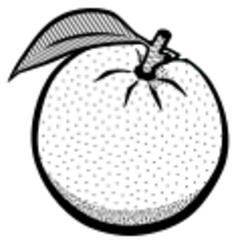 Drawing of an orange