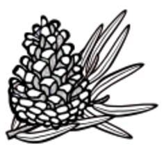Pine cone