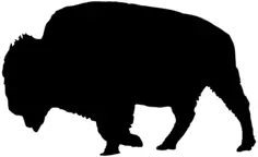 Bison