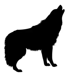 Black wolf