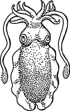 Cuttlefish