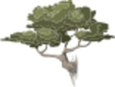 Bonsai tree