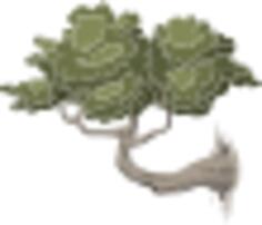 Bonsai
