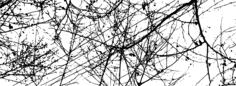 Tree Branches