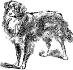 Friendly dog