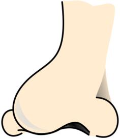 Nose
