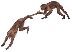 Two monkeys