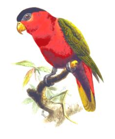 Purple-bellied lory