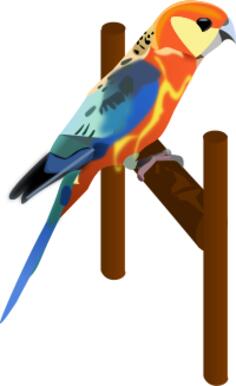 A parrot