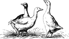 Geese