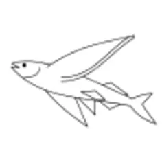 Flying fish
