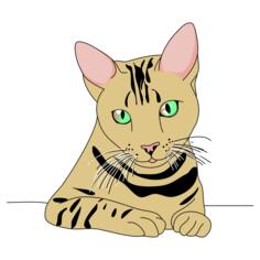 Tiger cat