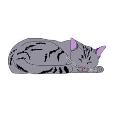 Sleping cat