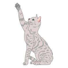 Cat vector illustration