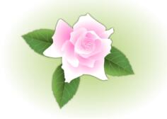 Pink rose