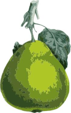 Vector clip art of pear