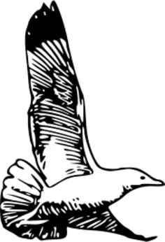 herring gull in flight vector drawing