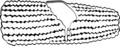 Corn vector graphics