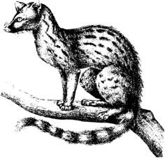 Genet vector clip art