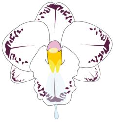 Clip art of wild orchid flower in color
