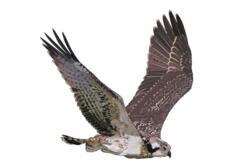 Western Osprey in flight illustration