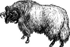Sheep silhouette