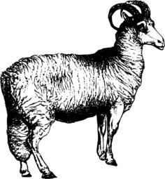 Welsh sheep