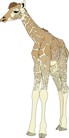 Drawing of Baby Giraffe