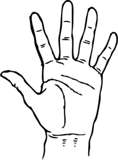 Palm of a hand