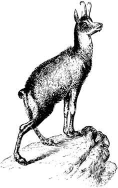 Vector illustration of antelope on a rock