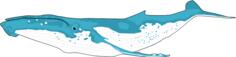 Humpback whale comic drawing