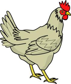 Drawing of poultry bird