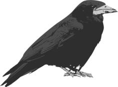 Raven bird vector clip art