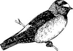 American cliff swallow image