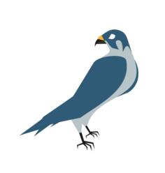 Vector image of a hawk