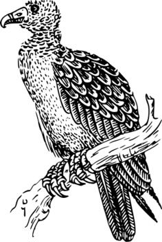 Buzzard vector illustration