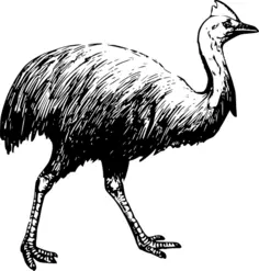 Vector drawing of cassowary