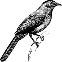 Vector illustration of cowbird