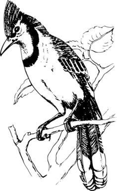 Image of blue jay