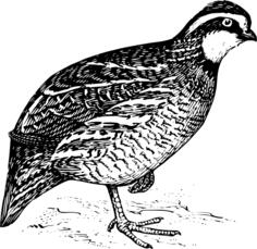 Bobwhite quail vector clip art