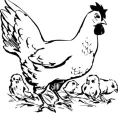 Vector drawing of chick family