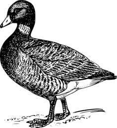 Brant in black and white drawing
