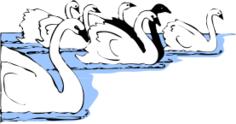 Swans in water vector image