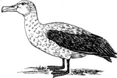 Outline vector illustration of albatross