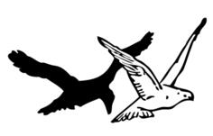 Pigeon and crow image