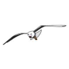 Drawing of flying Laughing gull