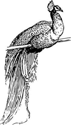 Peacock outline vector clip art