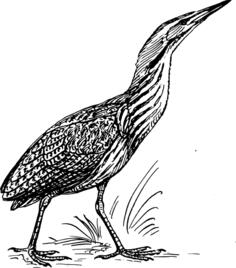 Bittern walking on grass image